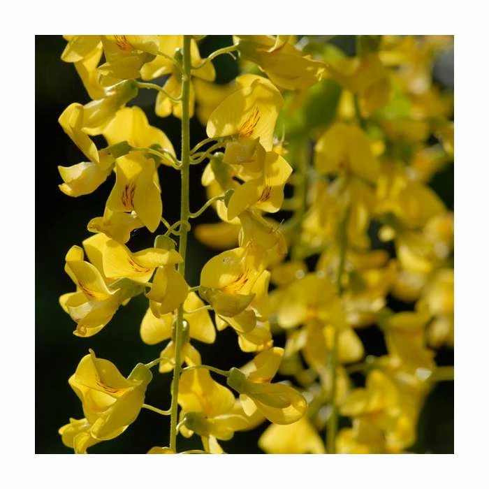 Laburnum × Watereri 'Vossii' | Golden Chain Tree | 9L Pot | 120-150cm 2 Laburnum × Watereri 'Vossii' | Golden Chain Tree | 9L Pot | 120-150cm - Image 2