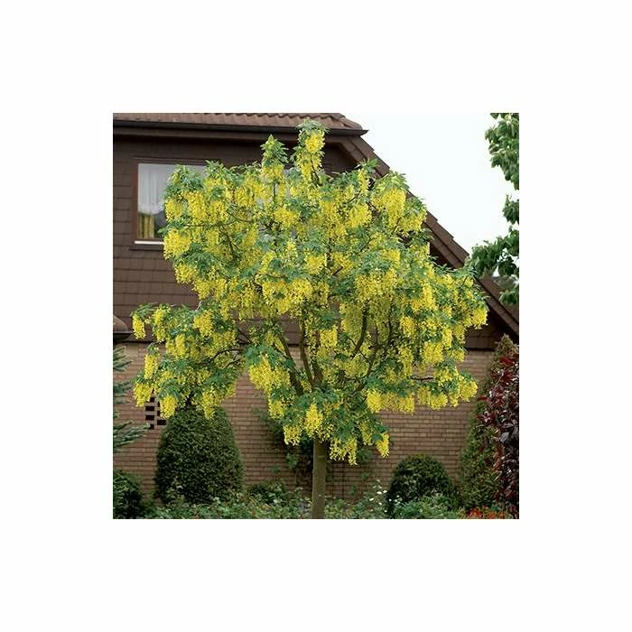Laburnum × Watereri 'Vossii' | Golden Chain Tree | Bare Root | 120-150cm 3 Laburnum × Watereri 'Vossii' | Golden Chain Tree | Bare Root | 120-150cm - Image 3