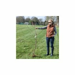 Laburnum × Watereri 'Vossii' | Golden Chain Tree | Bare Root | 120-150cm 10 Laburnum × Watereri 'Vossii' | Golden Chain Tree | Bare Root | 120-150cm -botanical garden shop TR0149BR add image 3 1b58