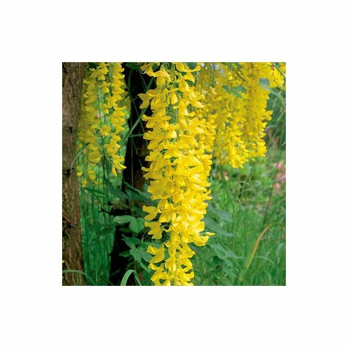 Laburnum × Watereri 'Vossii' | Golden Chain Tree | Bare Root | 120-150cm 2 Laburnum × Watereri 'Vossii' | Golden Chain Tree | Bare Root | 120-150cm - Image 2