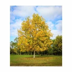 Liriodendron Tulipifera | Tulip Tree | 9L Pot | 120-150cm