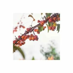 Malus 'Evereste' | Crab Apple Tree | 9L Pot | 120 -150cm -botanical garden shop TR01549L add image 2 8815