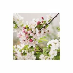 Malus 'Evereste' | Crab Apple Tree | 9L Pot | 120 -150cm -botanical garden shop TR01549L add image 4 6baf