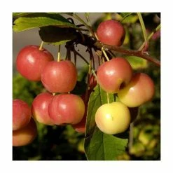 Malus 'Evereste' | Crab Apple Tree | 9L Pot | 120 -150cm -botanical garden shop TR01549L add image 5 8a11