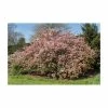 Malus × Floribunda | Crab Apple Tree | 9L Pot | 120-150cm