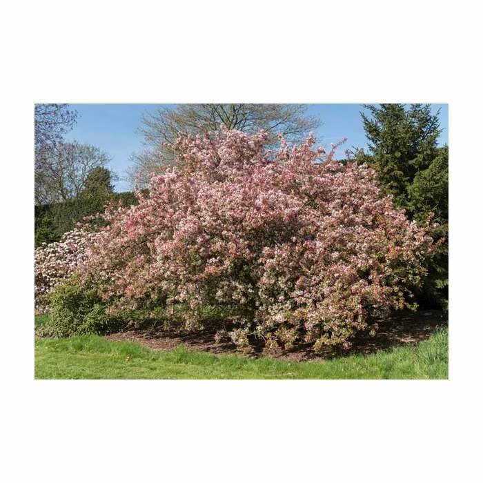 Malus × Floribunda | Crab Apple Tree | 9L Pot | 120-150cm 1 Malus × Floribunda | Crab Apple Tree | 9L Pot | 120-150cm