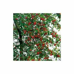 Malus X Atrosanguinea 'Gorgeous' | Crab Apple Tree | 9L Pot | 120-150cm -botanical garden shop TR01569L add image 1 6a9d