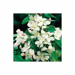 Malus X Atrosanguinea 'Gorgeous' | Crab Apple Tree | 9L Pot | 120-150cm -botanical garden shop TR01569L add image 2 d781