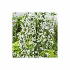 Malus 'John Downie' | Crab Apple Tree | 9L Pot | 120-150cm 6 Malus 'John Downie' | Crab Apple Tree | 9L Pot | 120-150cm -botanical garden shop TR01579L add image 1 36c1