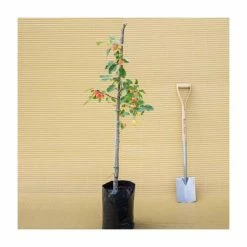 Malus 'John Downie' | Crab Apple Tree | 9L Pot | 120-150cm 7 Malus 'John Downie' | Crab Apple Tree | 9L Pot | 120-150cm -botanical garden shop TR01579L add image 2 0c7c