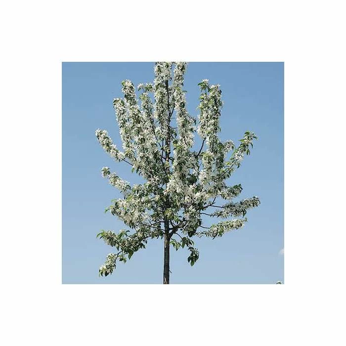 Malus 'John Downie' | Crab Apple Tree | 9L Pot | 120-150cm 1 Malus 'John Downie' | Crab Apple Tree | 9L Pot | 120-150cm