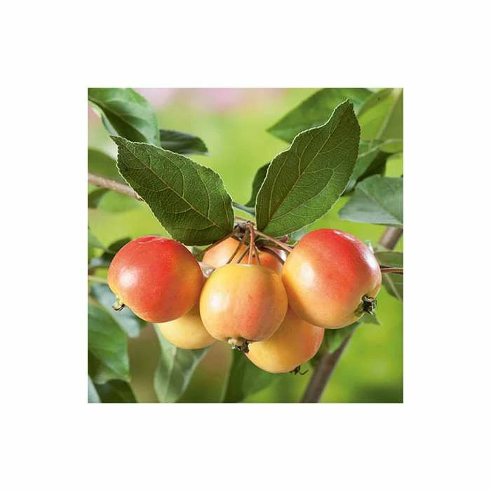 Malus 'John Downie' | Crab Apple Tree | 9L Pot | 120-150cm 2 Malus 'John Downie' | Crab Apple Tree | 9L Pot | 120-150cm - Image 2