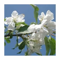 Malus 'Montreal Beauty' | Crab Apple Tree | 9L Pot | 120-150cm