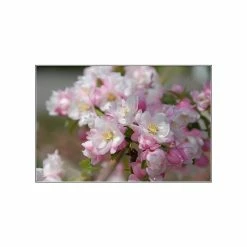 Malus 'Pink Perfection' | Crab Apple Tree | 9L Pot | 120-150cm