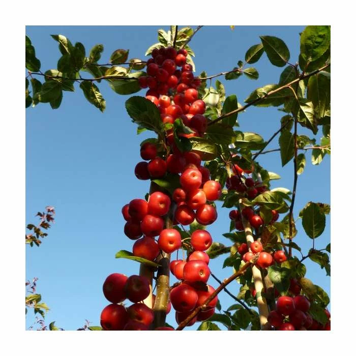 Malus X Robusta 'Red Sentinel' | Crab Apple Tree | 9L Pot | 120-150cm 2 Malus X Robusta 'Red Sentinel' | Crab Apple Tree | 9L Pot | 120-150cm - Image 2