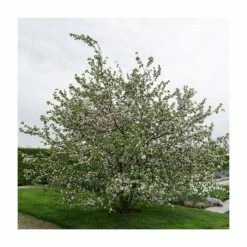 Malus X Robusta 'Red Sentinel' | Crab Apple Tree | 9L Pot | 120-150cm 5 Malus X Robusta 'Red Sentinel' | Crab Apple Tree | 9L Pot | 120-150cm -botanical garden shop TR01639L feed image cc4b