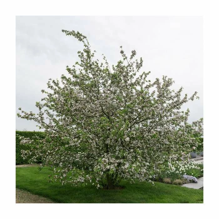Malus X Robusta 'Red Sentinel' | Crab Apple Tree | 9L Pot | 120-150cm 3 Malus X Robusta 'Red Sentinel' | Crab Apple Tree | 9L Pot | 120-150cm - Image 3