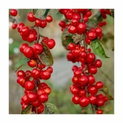 Malus X Robusta 'Red Sentinel' | Crab Apple Tree | 9L Pot | 120-150cm