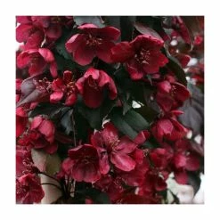 Malus 'Royalty' | Crab Apple Tree | 9L Pot | 120-150cm