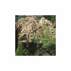 Malus 'Sun Rival' | Crab Apple Tree | 9L Pot | 120-150cm