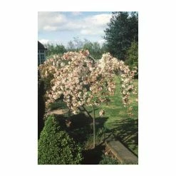 Malus 'Sun Rival' | Crab Apple Tree | Bare Root | 120-150cm -botanical garden shop TR0165BR add image 1 54ab
