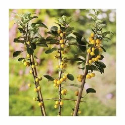 Malus X Zumi 'Golden Hornet' | Crab Apple Tree | 9L Pot | 120-150cm -botanical garden shop TR0166 add image 1 74e6