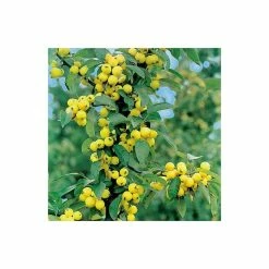 Malus X Zumi 'Golden Hornet' | Crab Apple Tree | 9L Pot | 120-150cm -botanical garden shop TR0166 add image 2 5910