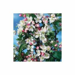 Malus X Zumi 'Golden Hornet' | Crab Apple Tree | 9L Pot | 120-150cm -botanical garden shop TR0166 add image 3 d184