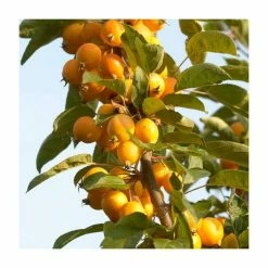Malus X Zumi 'Golden Hornet' | Crab Apple Tree | 9L Pot | 120-150cm -botanical garden shop TR0166 add image 4 6ee5