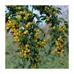 Malus X Zumi 'Golden Hornet' | Crab Apple Tree | 9L Pot | 120-150cm -botanical garden shop TR0166 add image 5 4a82