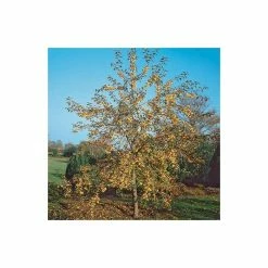 Malus X Zumi 'Golden Hornet' | Crab Apple Tree | 9L Pot | 120-150cm