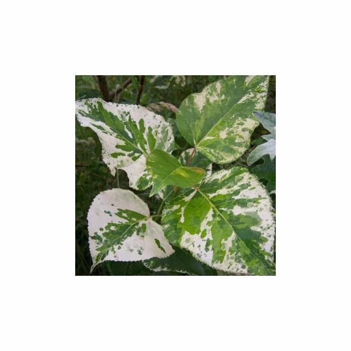 Populus × Jackii 'Aurora | Variated Balm Of Gilead Tree | 9L Pot | 120-150cm 1 Populus × Jackii 'Aurora | Variated Balm Of Gilead Tree | 9L Pot | 120-150cm