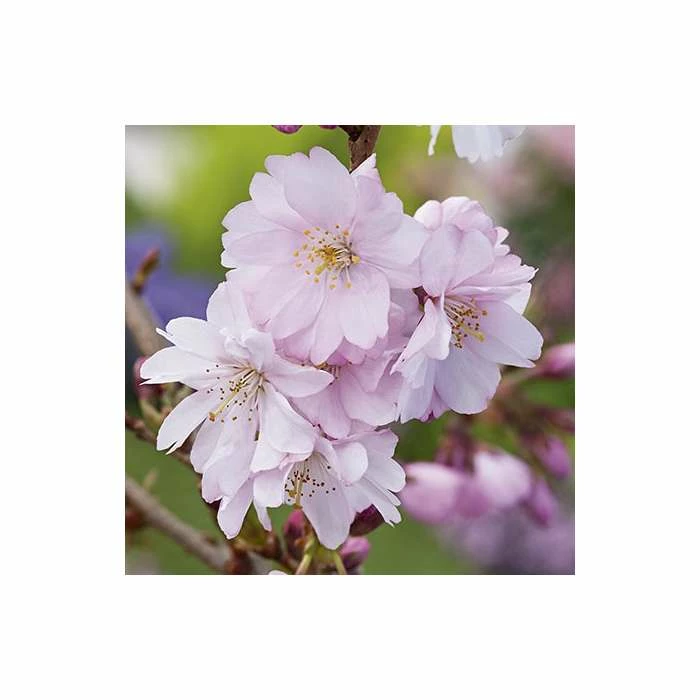 Prunus 'Accolade' | Cherry Blossom Tree | 9L Pot | 120-150cm 3 Prunus 'Accolade' | Cherry Blossom Tree | 9L Pot | 120-150cm - Image 3