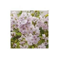 Prunus 'Accolade' | Cherry Blossom Tree | Bare Root | 120-150cm 10 Prunus 'Accolade' | Cherry Blossom Tree | Bare Root | 120-150cm -botanical garden shop TR0168BR add image 2 ef53