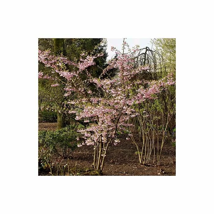 Prunus 'Accolade' | Cherry Blossom Tree | Bare Root | 120-150cm 5 Prunus 'Accolade' | Cherry Blossom Tree | Bare Root | 120-150cm - Image 5