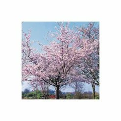Prunus 'Accolade' | Cherry Blossom Tree | Bare Root | 120-150cm