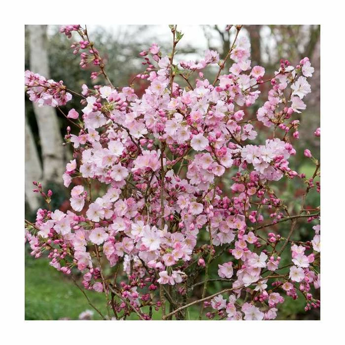 Prunus 'Accolade' | Cherry Blossom Tree | Bare Root | 120-150cm 2 Prunus 'Accolade' | Cherry Blossom Tree | Bare Root | 120-150cm - Image 2