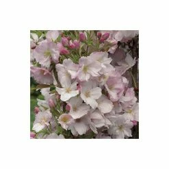 Prunus 'Amanogawa' | Cherry Blossom Tree | 18L Pot | 180-220cm 13 Prunus 'Amanogawa' | Cherry Blossom Tree | 18L Pot | 180-220cm -botanical garden shop TR016925L add image 4 5afc