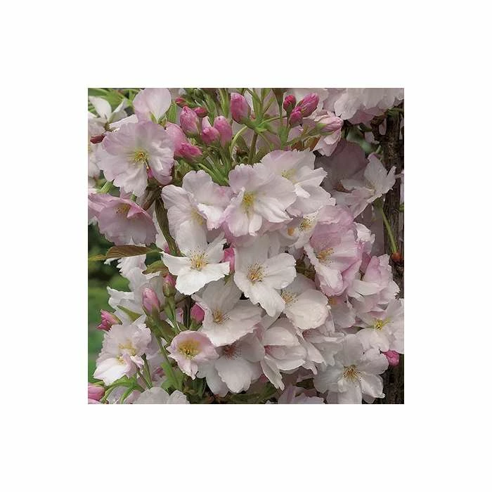 Prunus 'Amanogawa' | Cherry Blossom Tree | 18L Pot | 180-220cm 5 Prunus 'Amanogawa' | Cherry Blossom Tree | 18L Pot | 180-220cm - Image 5
