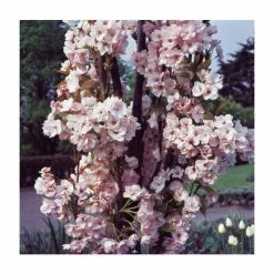 Prunus 'Amanogawa' | Cherry Blossom Tree | 9L Pot | 120-150cm 10 Prunus 'Amanogawa' | Cherry Blossom Tree | 9L Pot | 120-150cm -botanical garden shop TR01699L add image 2 30db