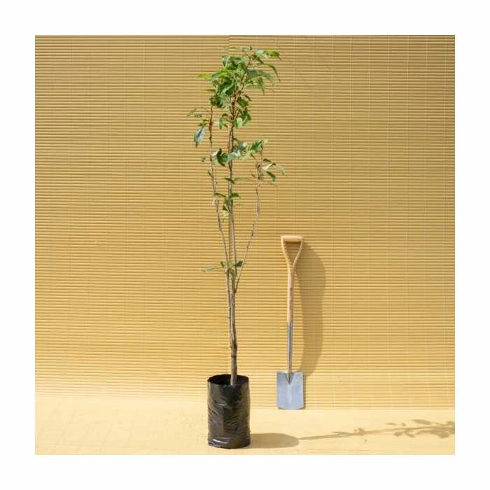 Prunus 'Amanogawa' | Cherry Blossom Tree | 9L Pot | 120-150cm 5 Prunus 'Amanogawa' | Cherry Blossom Tree | 9L Pot | 120-150cm - Image 5