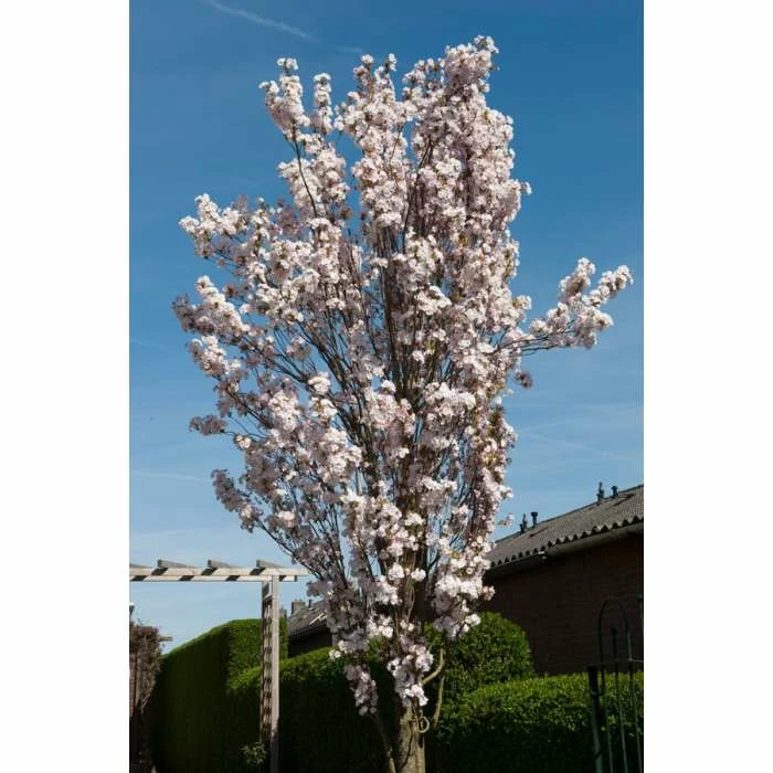 Prunus 'Amanogawa' | Cherry Blossom Tree | 9L Pot | 120-150cm 6 Prunus 'Amanogawa' | Cherry Blossom Tree | 9L Pot | 120-150cm - Image 6