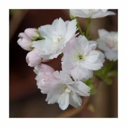 Prunus 'Amanogawa' | Cherry Blossom Tree | 9L Pot | 120-150cm 14 Prunus 'Amanogawa' | Cherry Blossom Tree | 9L Pot | 120-150cm -botanical garden shop TR01699L add image 6 c96e