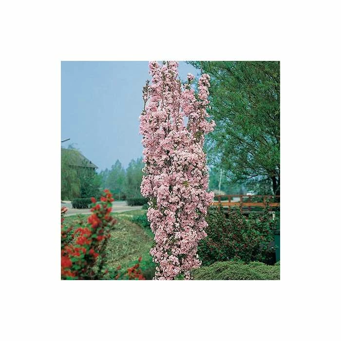 Prunus 'Amanogawa' | Cherry Blossom Tree | Bare Root | 120-150cm 2 Prunus 'Amanogawa' | Cherry Blossom Tree | Bare Root | 120-150cm - Image 2