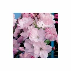 Prunus 'Amanogawa' | Cherry Blossom Tree | Bare Root | 120-150cm 9 Prunus 'Amanogawa' | Cherry Blossom Tree | Bare Root | 120-150cm -botanical garden shop TR0169BR add image 2 bf04