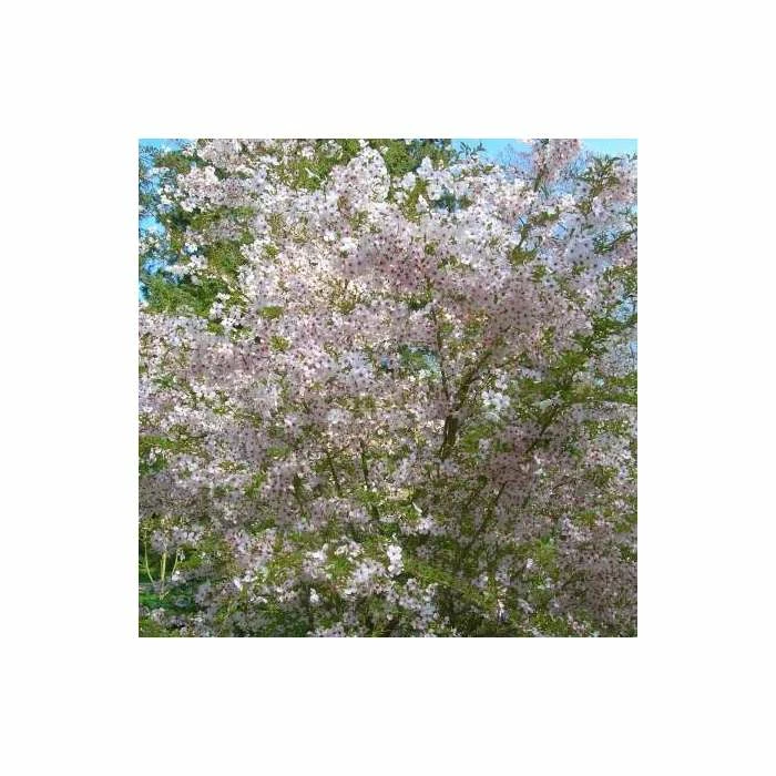 Prunus 'The Bride' | Cherry Blossom Tree | 9L Pot | 120-150cm 1 Prunus 'The Bride' | Cherry Blossom Tree | 9L Pot | 120-150cm