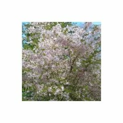 Prunus 'The Bride' | Cherry Blossom Tree | Bare Root | 120-150cm