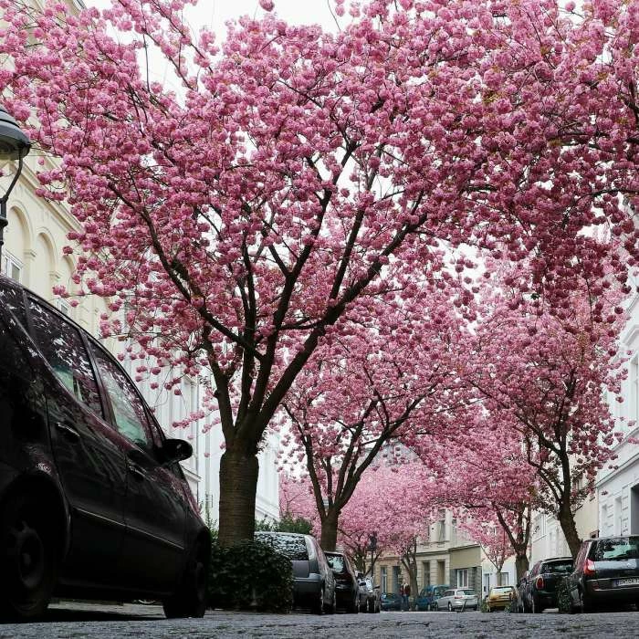 Prunus 'Kanzan' | Cherry Blossom Tree | 18L Pot | 200-240cm Half Standard 4 Prunus 'Kanzan' | Cherry Blossom Tree | 18L Pot | 200-240cm Half Standard - Image 4