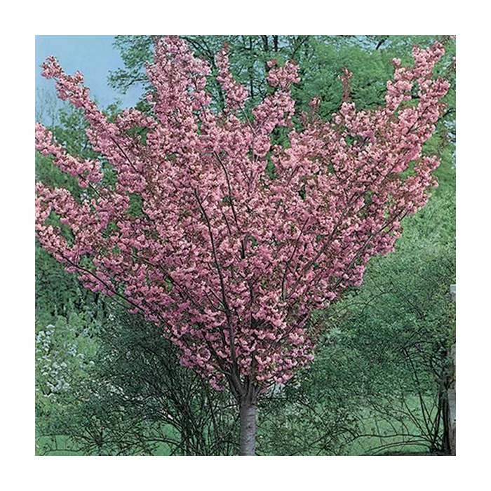 Prunus 'Kanzan' | Cherry Blossom Tree | 18L Pot | 200-240cm Half Standard 8 Prunus 'Kanzan' | Cherry Blossom Tree | 18L Pot | 200-240cm Half Standard - Image 8