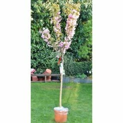 Prunus 'Kanzan' | Cherry Blossom Tree | 18L Pot | 200-240cm Half Standard 19 Prunus 'Kanzan' | Cherry Blossom Tree | 18L Pot | 200-240cm Half Standard -botanical garden shop TR017218L add image 7 2386